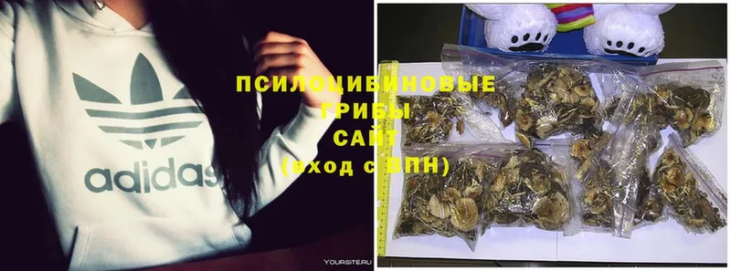 Галлюциногенные грибы Psilocybe  OMG онион  Магадан 